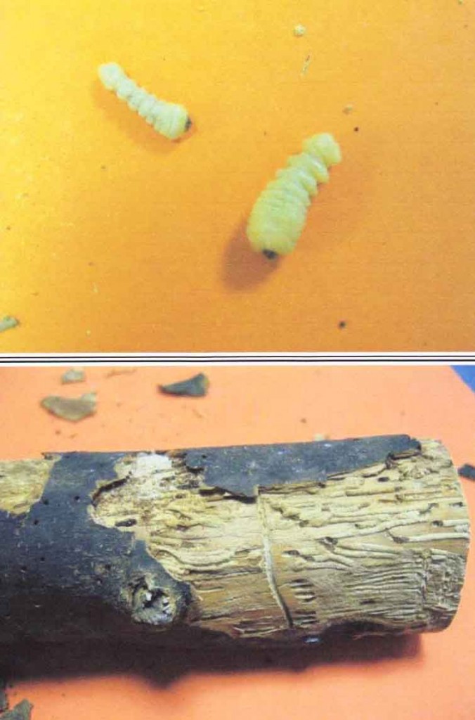 Imagen de arriba: Larvas de cerambícidos en una de las probetas Imagen de abajo: Galerías de escolítidos en una de las probetas Cortesía de Tecnalia 