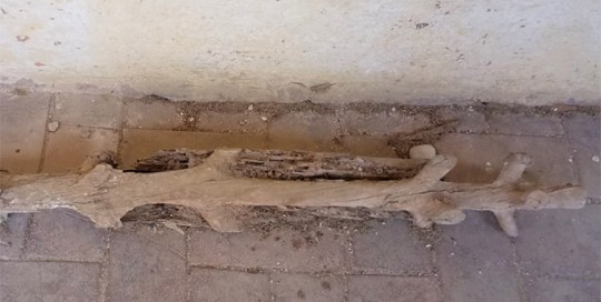 Desaparición de la albura de una viga causada por termitas subterránea. Barrio de Pedralbes. Barcelona. Junio del 2018