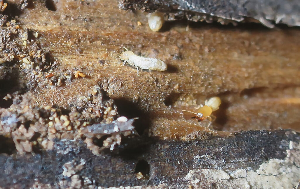 En la imagen, unas termitas han quedado descubiertas durante la inspección de patologías en la madera y un soldado muestra, amenazante, sus mandíbulas...