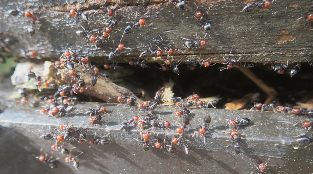 En la imagen, una intensa actividad de hormigas sobre una pieza de madera degradada por hongos de pudrición.
