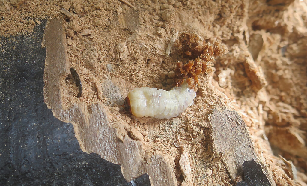 En la imagen, una larva de cerambícido descubierta durante los trabajos de diagnosis de patologías de la estructura de un puente de madera.