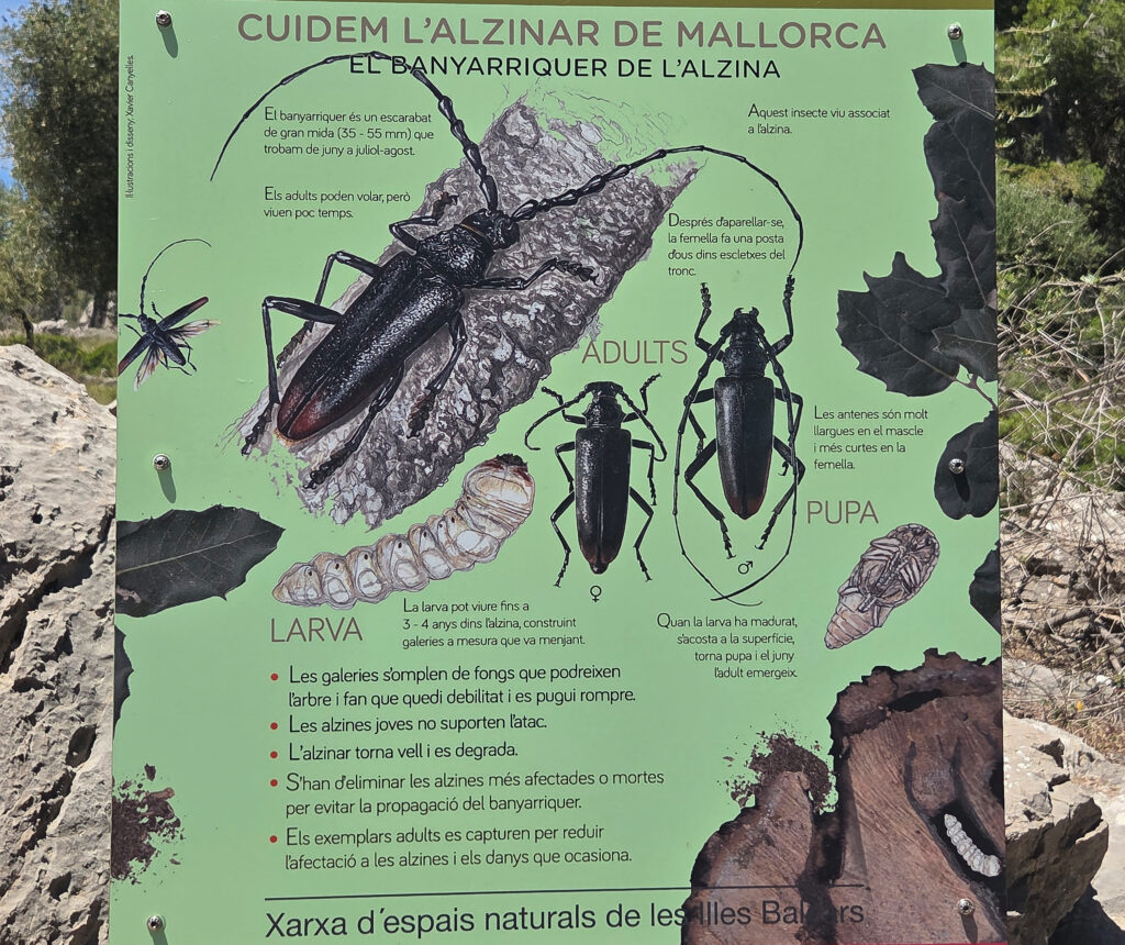 En la imagen, un cartel de la Serra de Tramuntana, alerta sobre el “banyarriquer de l’alzina”...