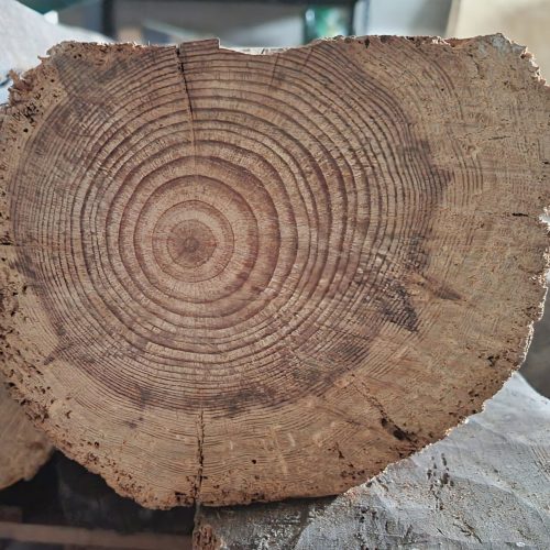 LA CAJA NEGRA DE LA MADERA En la imagen el corte transversal de un tronco, nos muestra con claridad los anillos de crecimiento...