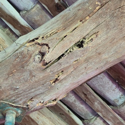 En este caso, el colapso afecta a una jácena de madera, que presenta un estado avanzado de degradación causada por termitas subterráneas.