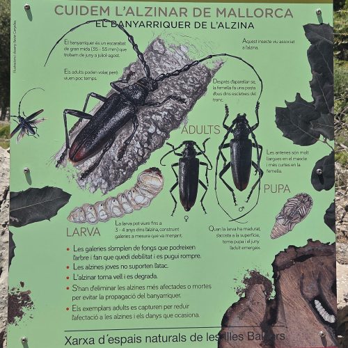 En la imagen, un cartel de la Serra de Tramuntana, alerta sobre el “banyarriquer de l’alzina”...