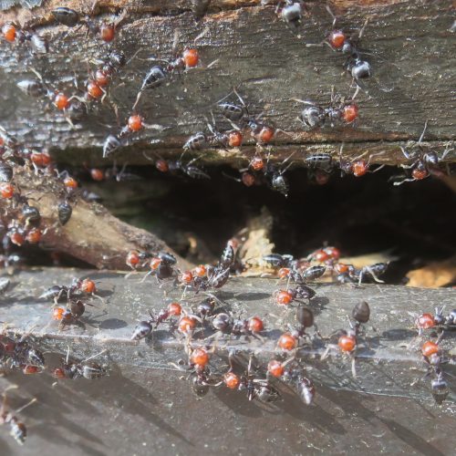 En la imagen, una intensa actividad de hormigas sobre una pieza de madera degradada por hongos de pudrición.