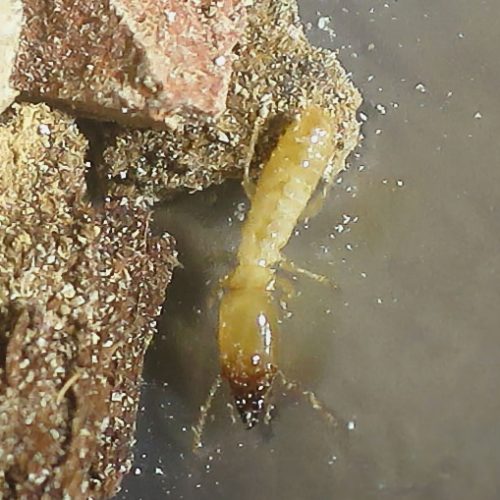 En la defensa de la colonia pueden bloquear las galerías utilizando la cabeza a modo de escudo, impidiendo la entrada de los depredadores.