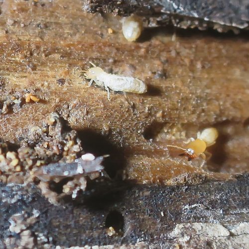 En la imagen, unas termitas han quedado descubiertas durante la inspección de patologías en la madera y un soldado muestra, amenazante, sus mandíbulas...