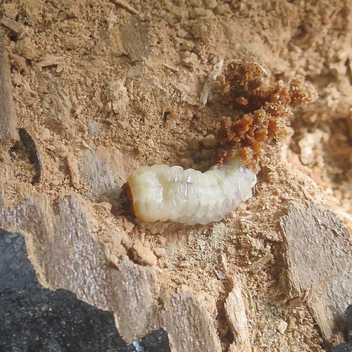 En la imagen, una larva de cerambícido descubierta durante los trabajos de diagnosis de patologías de la estructura de un puente de madera.