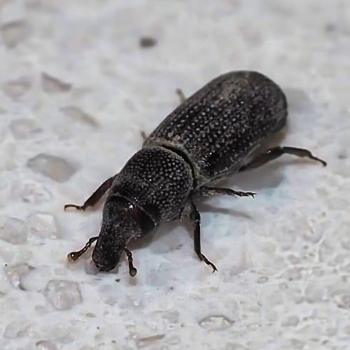 COLEÓPTEROS SAPROXILÓFAGOS Entre ellos están los escarabajos xilófagos – comedores de la madera – o escarabajos saproxílicos o saproxilófagos, insectos que se nutren de la madera muerta y en descomposición.