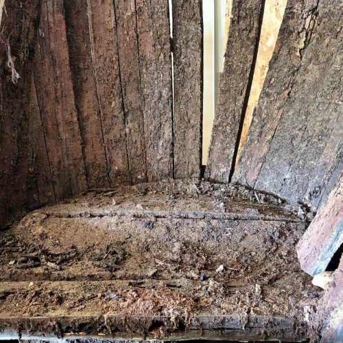 BARRILES COMO RESERVORIO DE XILÓFAGOS Los secaderos, las bodegas y establos son lugares propicios para la infestación, puesto que están expuestos a la intemperie o a la oscuridad y a la humedad.